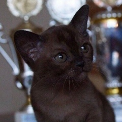 Zelim Berikkhanov, 16.06.1992