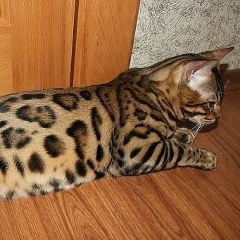 Антон Ревюк, Москва