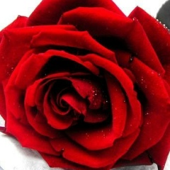 Жылдыз Бейшеева, 15.09.1980, Бишкек