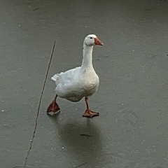 Сын-Маминой Подруги, 26.03.1976, Winnipeg