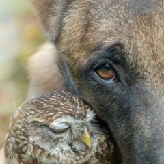 Андрей Королюк, 13.05.1988, Бельцы