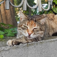 Hideaki Sakai, 22.06.1981, Санкт-Петербург