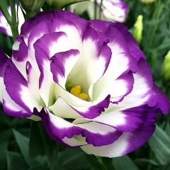 Ирада Леонова, 03.08, Кисловодск