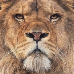 Бахрам Махрамов, 19.08.1988, Могилёв