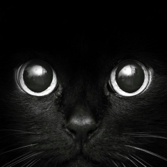 Тимур Мусаев, 16.02.1987, Москва