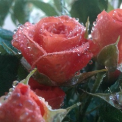 Юлия , 13.08, Санкт-Петербург