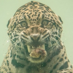 Борис Иванов, 24.10, Norwich