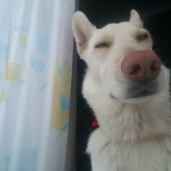 Александр Токарев, 26.12.1988, Санкт-Петербург