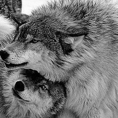 Алексей Кутузов, Сочи