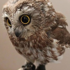 Fascination Alex, 21.01.1988, Симферополь