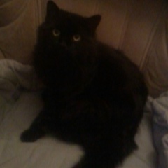 Аника Соколова, 09.04