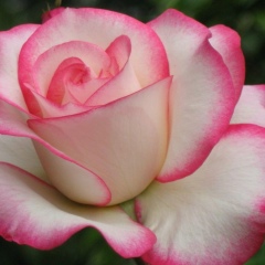 Нажия Акчурина, 08.02.1976, Кинель