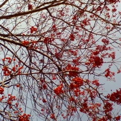 Алтана Цыренова