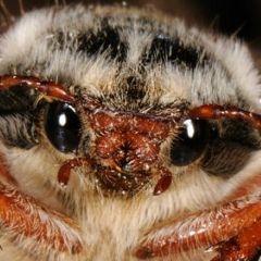 Никита Горбачёв