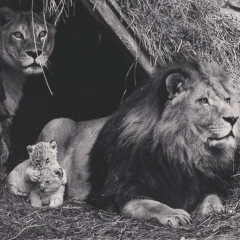 Жарқынбек Саяев, 04.12.1905