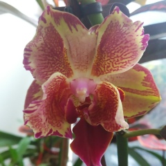 Анна Руденко, 06.03, Киев