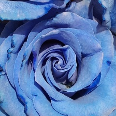 Наташа Вежневец, Пермь