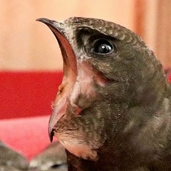 Татьяна Синицына, Екатеринбург