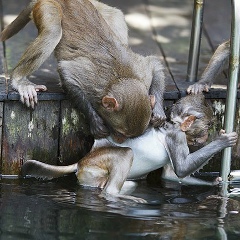 Александр Туманов, 10.05.1984, Москва