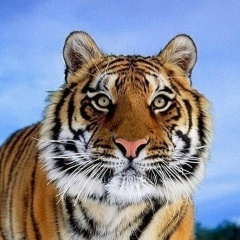 Влад Паскал, 23.05.1986, Санкт-Петербург