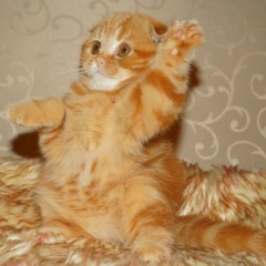 Сергей Гапон, 18.02.1978, Кривой Рог