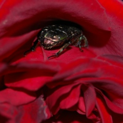 Араш Морковкин, 17.06, Крымская Роза