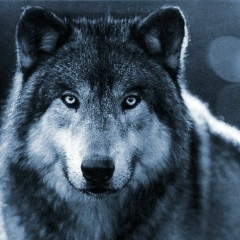 Ерлан Ерланов, 22.06.1941