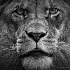 Руслан Зарифов, 08.05, Шымкент