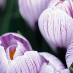 Helen Helen, Москва