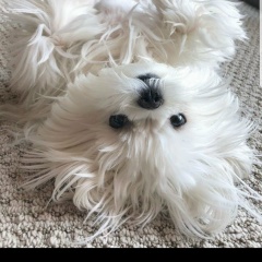 Nuka Kenkebashvili, Тбилиси