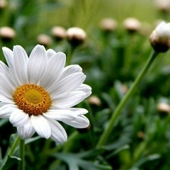 Наталья Кар, 03.04.1959