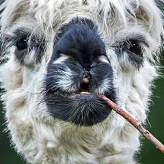 Елена Елена, Серов