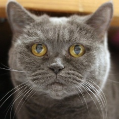 Сергей Науменко