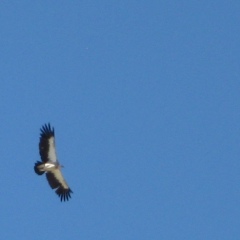 Анара Абдразакова, 10.10.1969, Бишкек