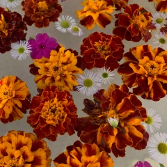 Алиса Осташова, 01.11, Москва