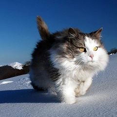 Юрий Котовсан