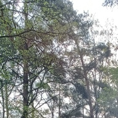 Максим Дюмин, 10.09.1986, Иваново