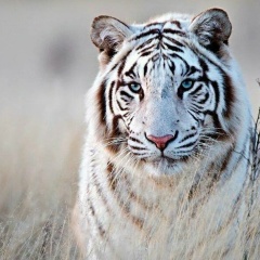 Светлана Рустамова, 22.12.1984, Москва