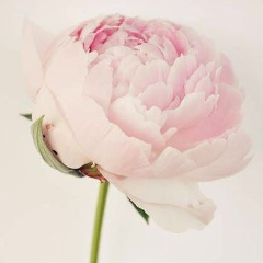 Алёна Педченко, 11.12.1986, Одесса