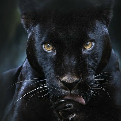 Наташка Панкова, 25.07.1988, Санкт-Петербург