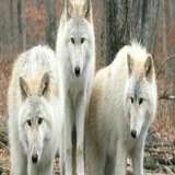 Джамол Кадиров, 01.01.2000, Санкт-Петербург