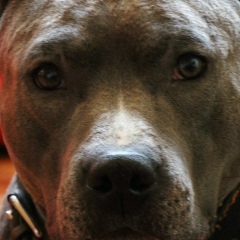 Владимир Старов, Барнаул