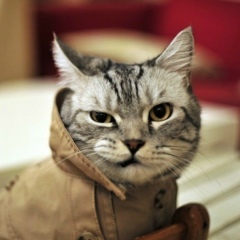 Денис Заворин, 26.02, Новосибирск