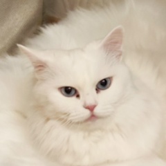 Елена Ленок, Минск