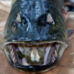 Вадим Давледьянов, 01.12.1977, Санкт-Петербург