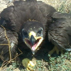 Manas Amirov, 21.12.1991, Караганда