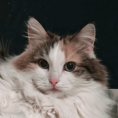 Udono Myas, Москва