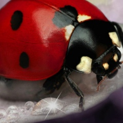 Михаил Донецкий, 18.08, Донецк