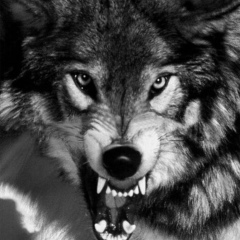 Елемес Торгаутов, 08.11.1987