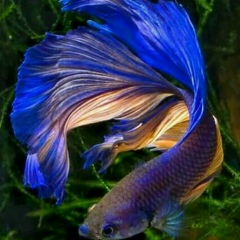 Хеда Межиева